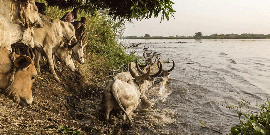 Mysterious Mass Cattle Deaths Along River Benue